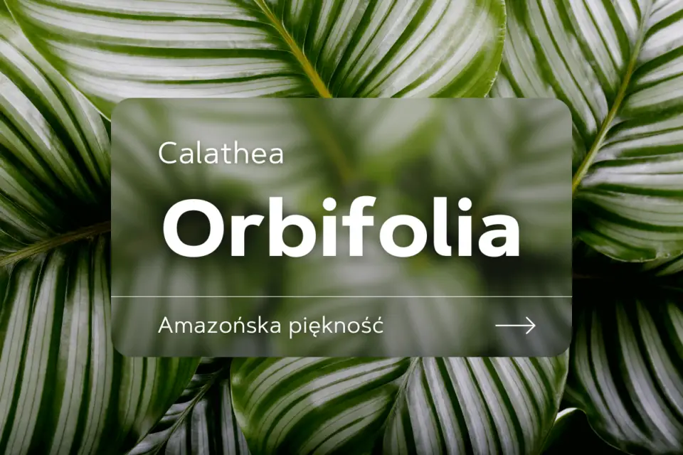 calathea orbifolia