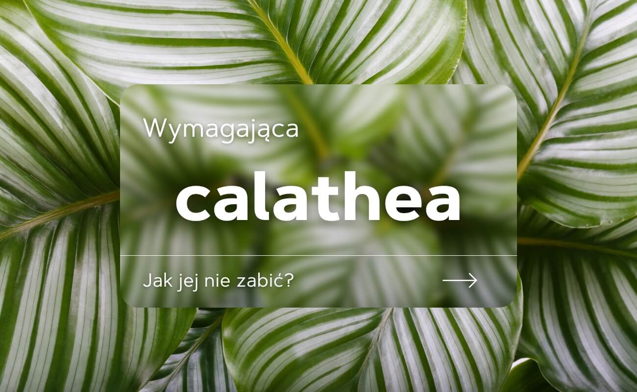 calathea