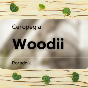 ceropegia woodii