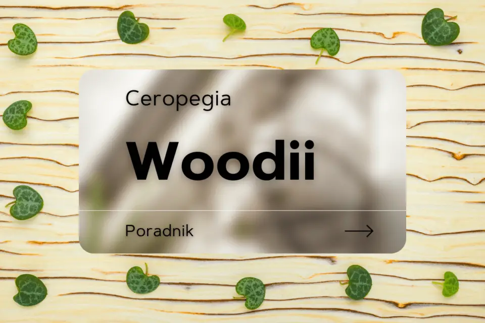 ceropegia woodii