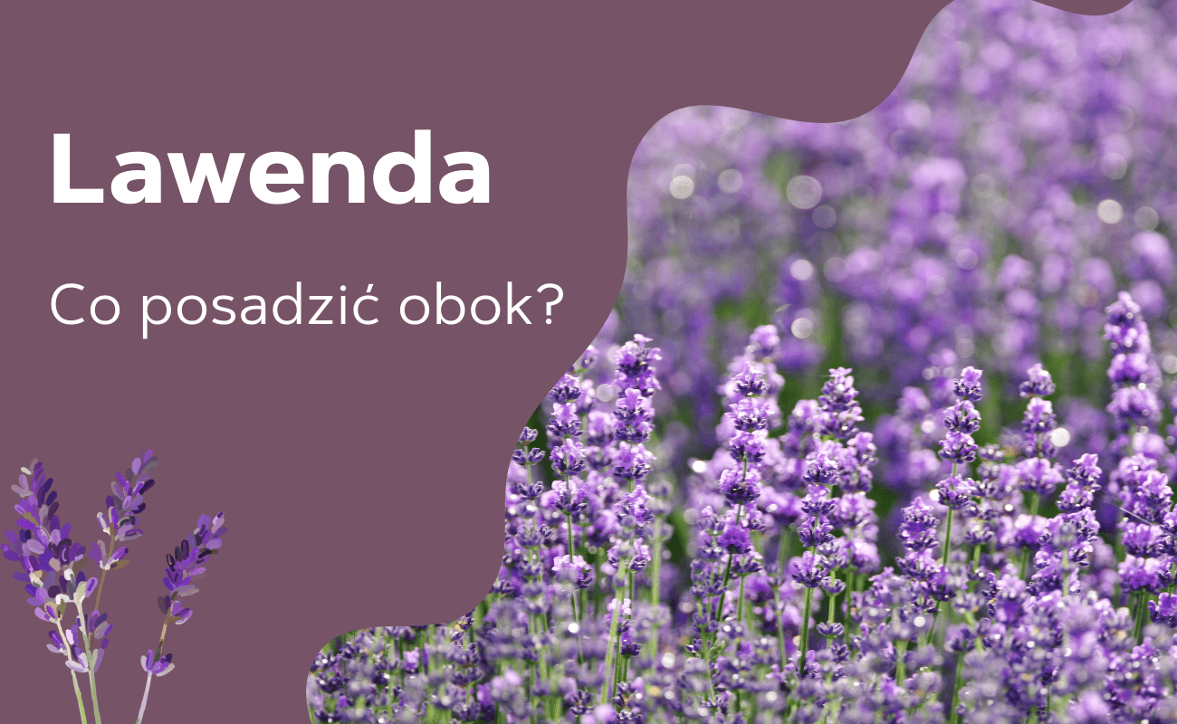 co można posadzić obok lawendy