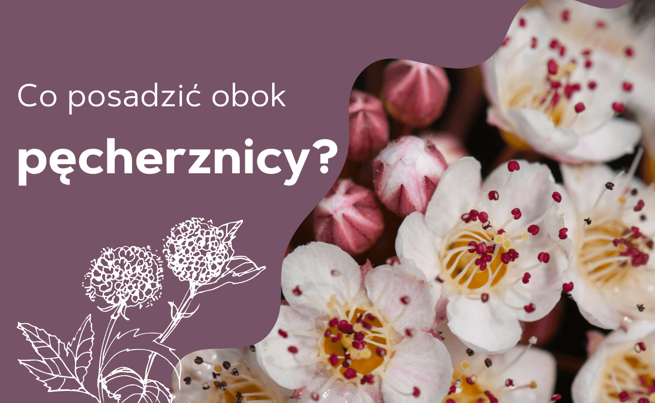co posadzić obok pęcherznicy