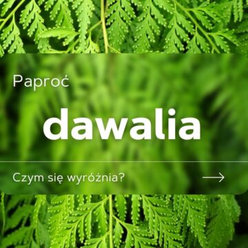 dawalia