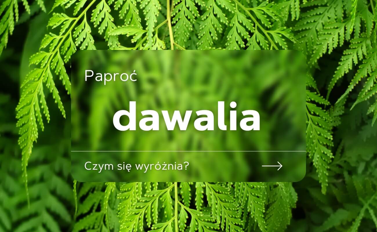 dawalia