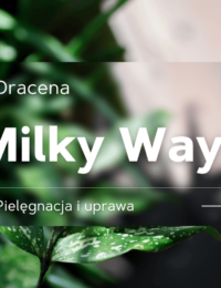 dracena milky way