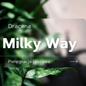 dracena milky way