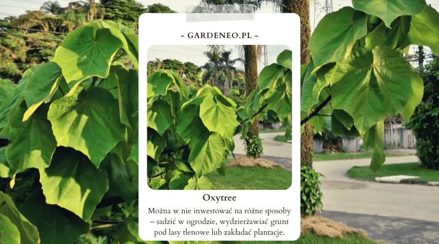 Oxytree – można w nie inwestować na różne sposoby: sadzić w ogrodzie, wydzierżawiać grunt pod lasy tlenowe lub zakładać plantacje.