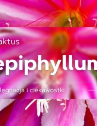 epiphyllum