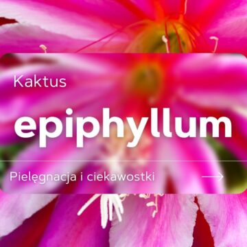 epiphyllum