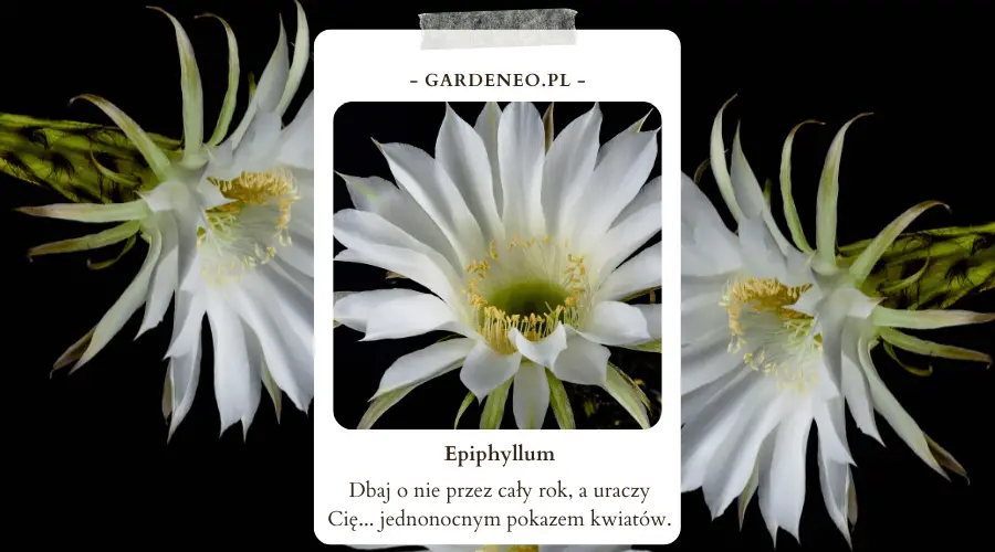 Epiphyllum – możliwe choroby i zmiany występujące na kaktusach