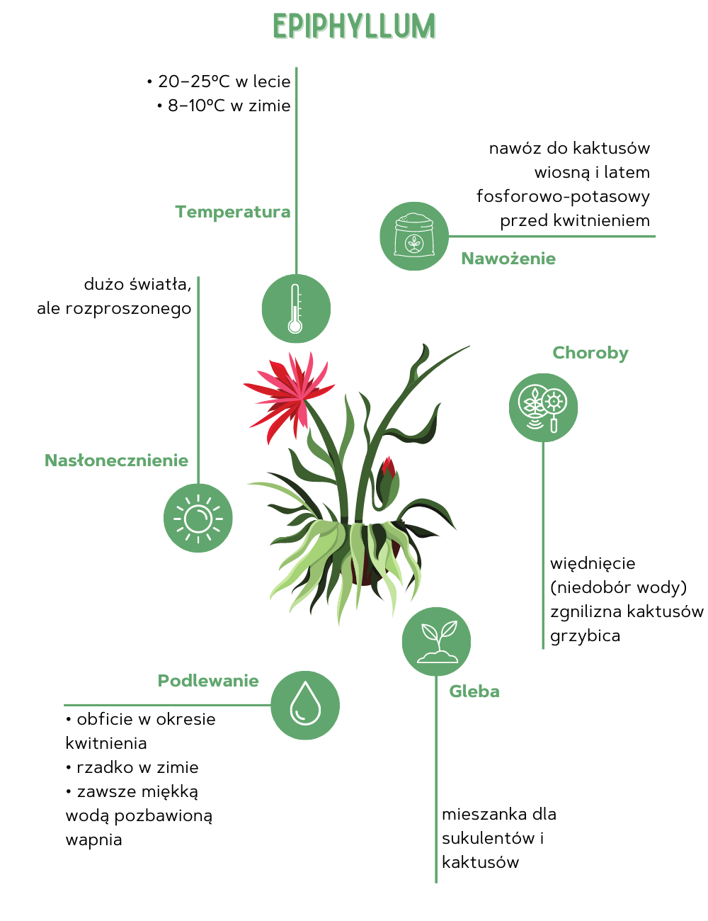 Epiphyllum – wymagania oraz pielęgnacja