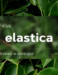 ficus elastica