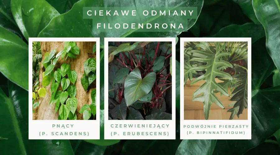 Filodendron – odmiany roślin doniczkowych