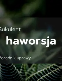 haworsja