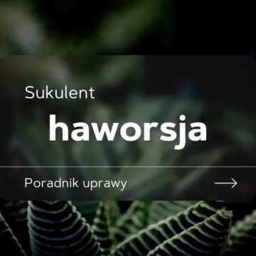 haworsja
