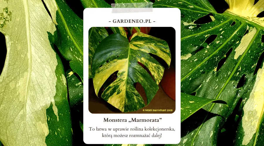 Monstera Marmorata to łatwa w uprawie roślina kolekcjonerska, którą możesz rozmnażać dalej!