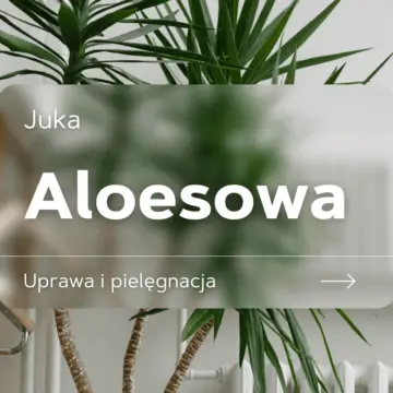 juka aloesowa