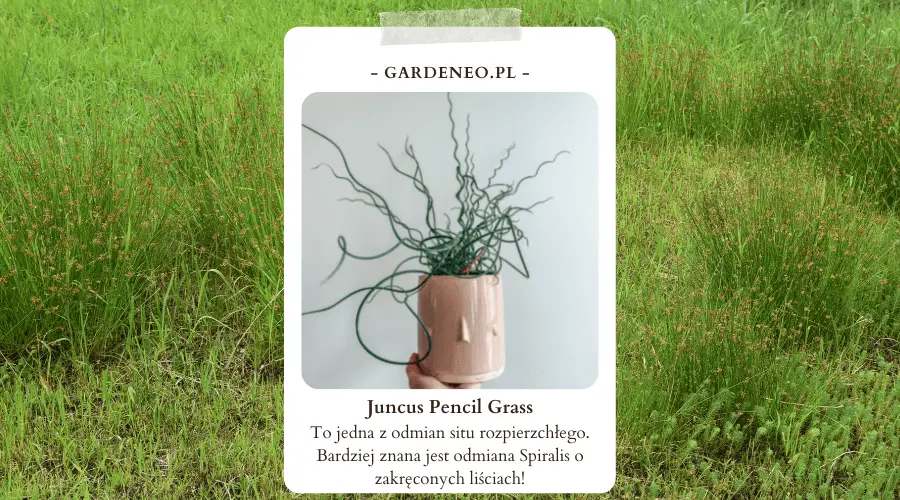 Juncus Pencil Grass to jedna z odmian situ rozpierzchłego. Bardziej znana jest odmiana Spiralis o zakręconych liściach!
