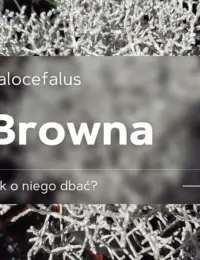 kalocefalus browna