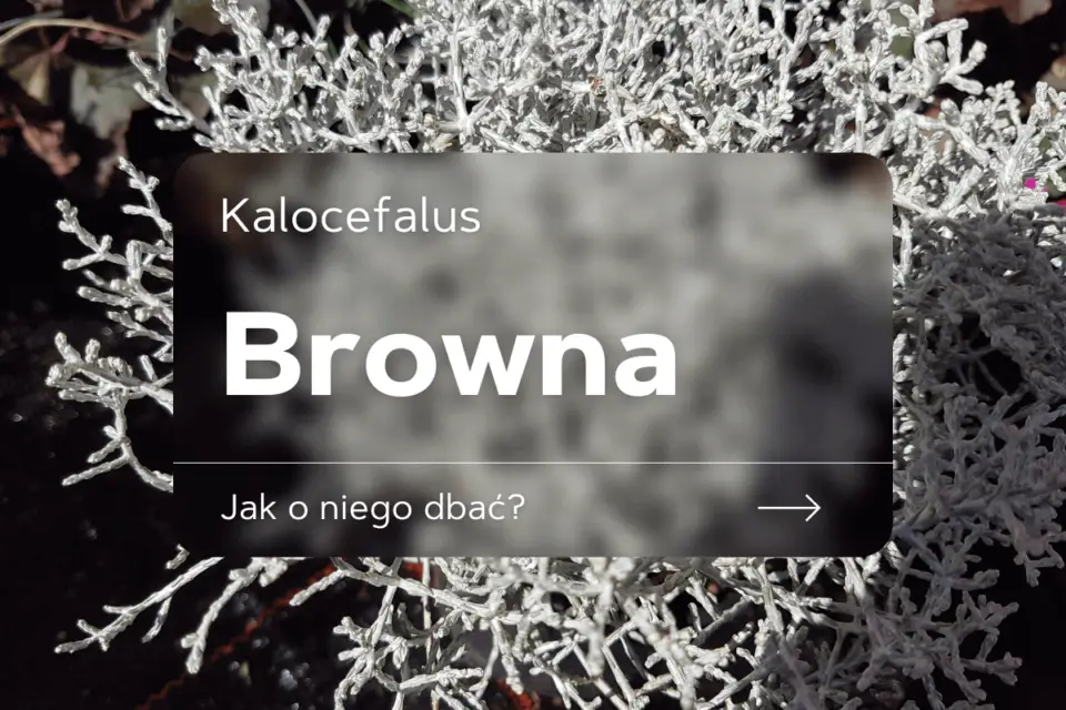 kalocefalus browna