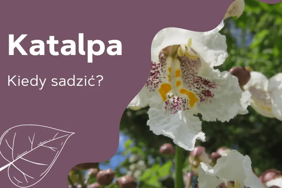 katalpa-kiedy-sadzić
