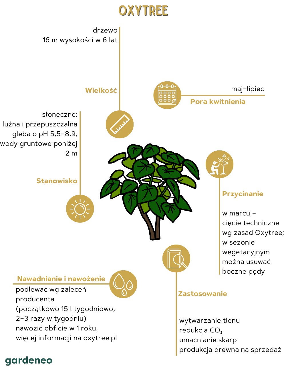 Oxytree w pigułce:
- Drzewo osiągające 16 m wysokości w 6 lat
- Pora kwitnienia to maj–lipiec
- W marcu wykonuje się cięcie techniczne wg zasad Oxytree; w sezonie wegetacyjnym można usuwać boczne pędy
- Zastosowanie: wytwarzanie tlenu, redukcja dwutlenku węgla, umacnianie skarp, produkcja drewna na sprzedaż
- Nawadnianie i nawożenie: podlewać wg zaleceń producenta (początkowo 15 l tygodniowo, 2–3 razy w tygodniu). Nawozić obficie w 1. roku.
- Stanowisko słoneczne, luźna i przepuszczalna gleba o pH 5,5–8,9; wody gruntowe poniżej 2 m.