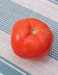 Kiedy wysiewać pomidory na rozsadę