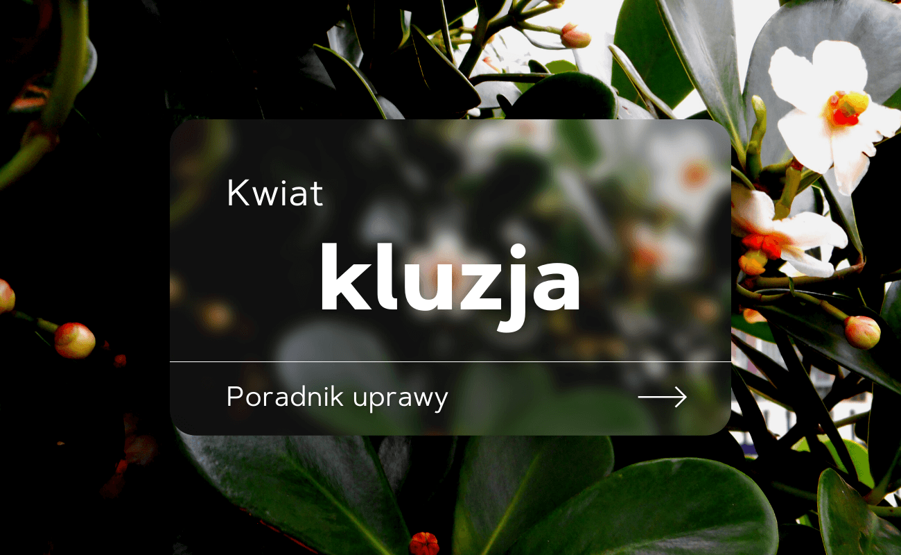 kluzja