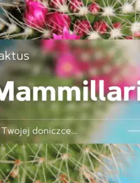 mammillaria kaktus