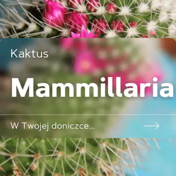 mammillaria kaktus