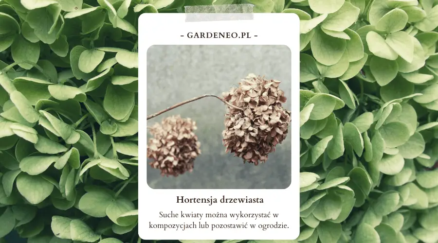 Suche kwiaty hortensji drzewiastej można wykorzystać w kompozycjach lub zostawić w ogrodzie.
