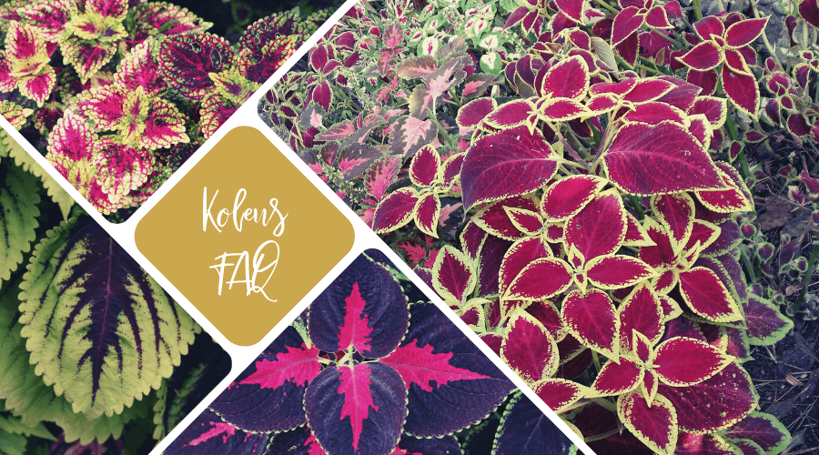 Liście koleusa występują w odcieniach zieleni, fioletu, różu i czerwieni.