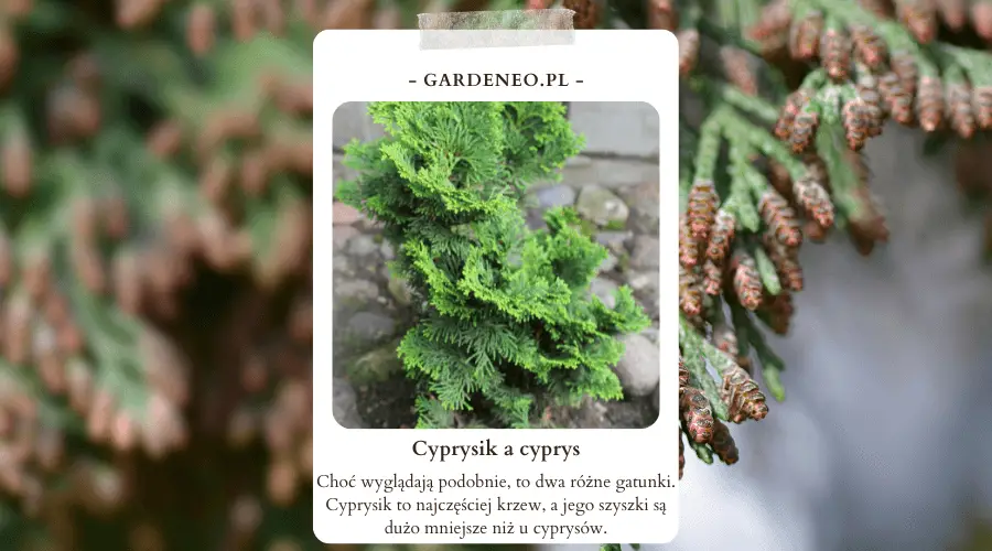 Cyprysik a cyprys – choć wyglądają podobnie, to dwa różne gatunki. Cyprysik to najczęściej krzew, a jego szyszki są dużo mniejsze niż u cyprysów.