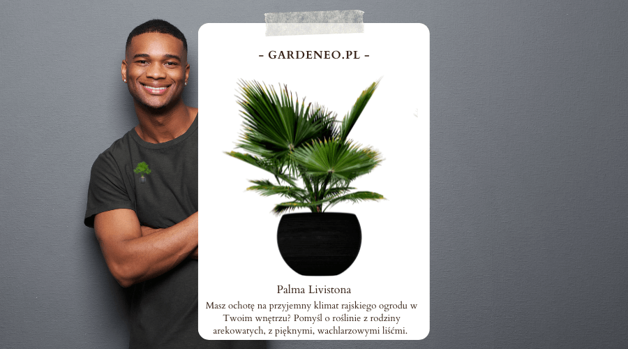 palma livistona dla twojego tropikalnego wnętrza