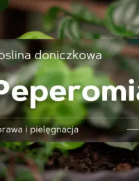 peperomia