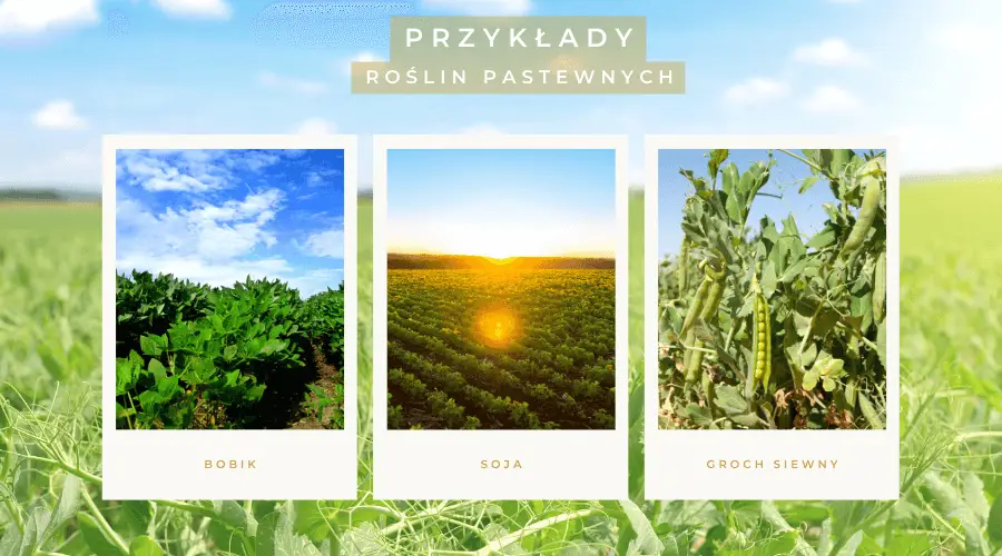 przykłady gatunków roślin pastewnych w Polsce