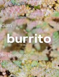 sedum burrito