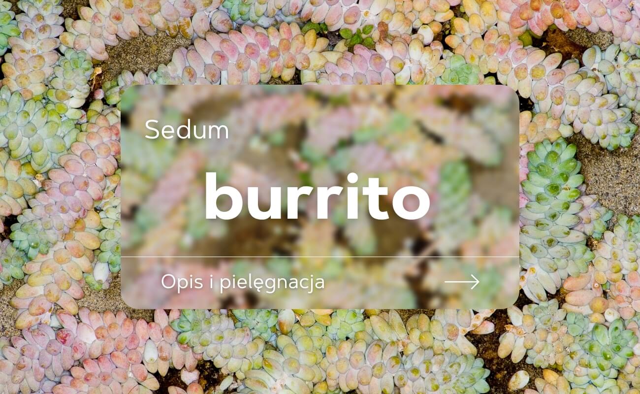 sedum burrito
