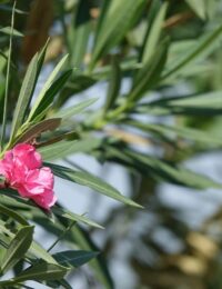 Suchy oleander po zimie