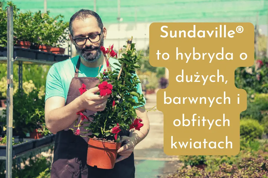 Sundaville to hybryda o dużych, barwnych i obfitych kwiatach.