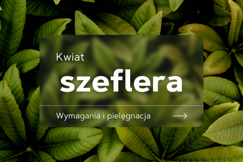 Szeflera Odmiany Piel gnacja Rozmna anie Gardeneo