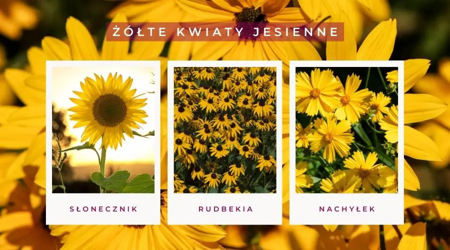 Żółte kwiaty jesienne: słonecznik, rudbekia, nachyłek.