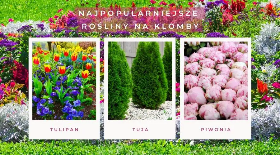 Najpopularniejsze rośliny na klomby: tulipan, tuja, piwonia.