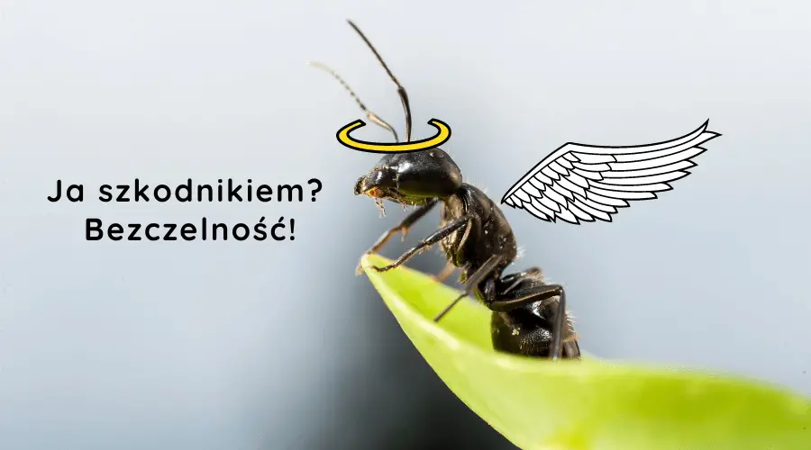 obrazek przedstawia anielską mrówkę z tekstem: ja szkodnikiem? bezczelność!