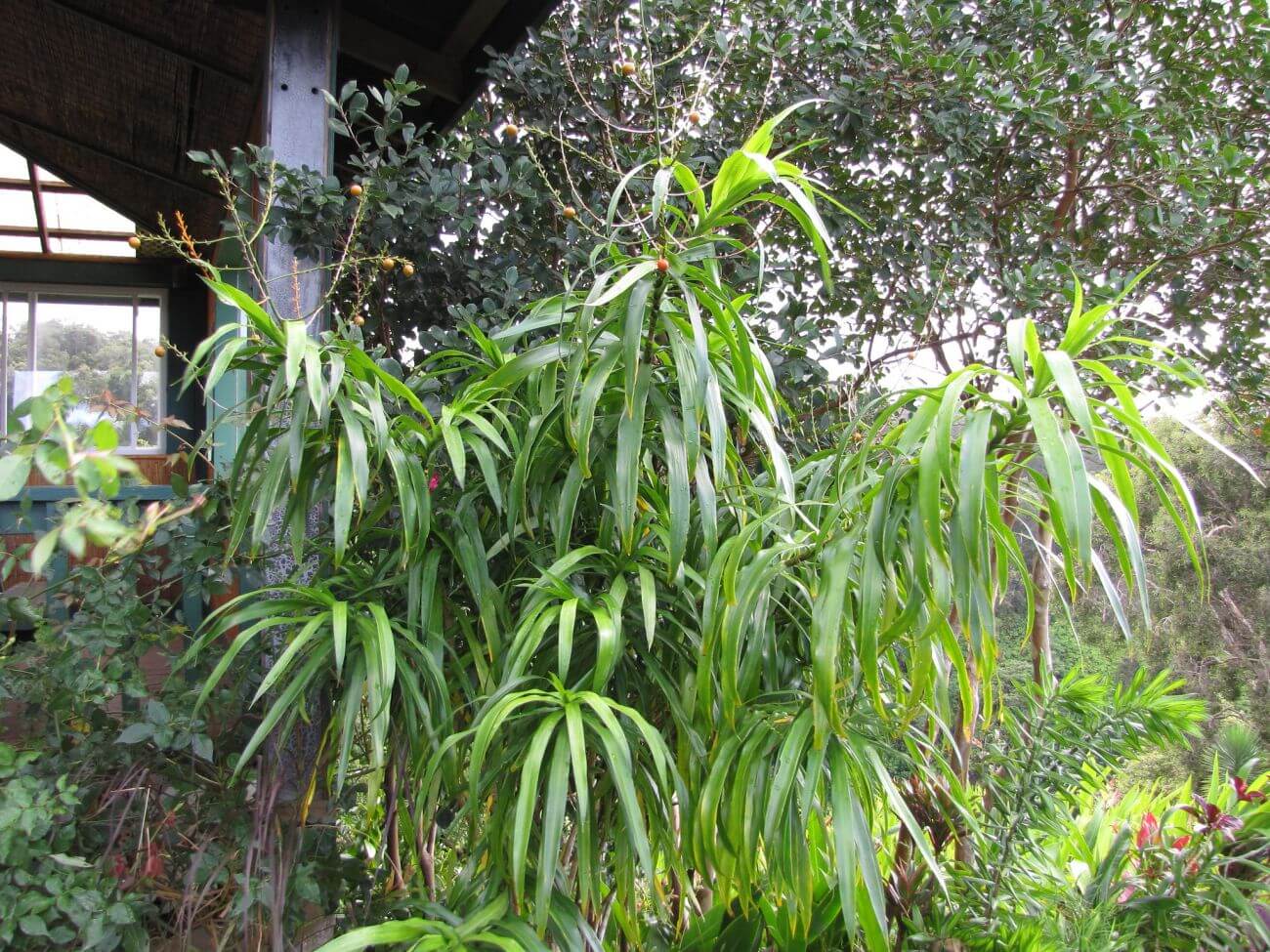 dracaena angustifolia