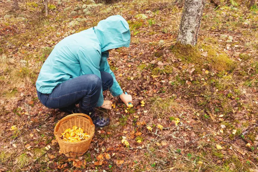 kobieta zbiera kurki (pieprzniki jadalne) w lesie