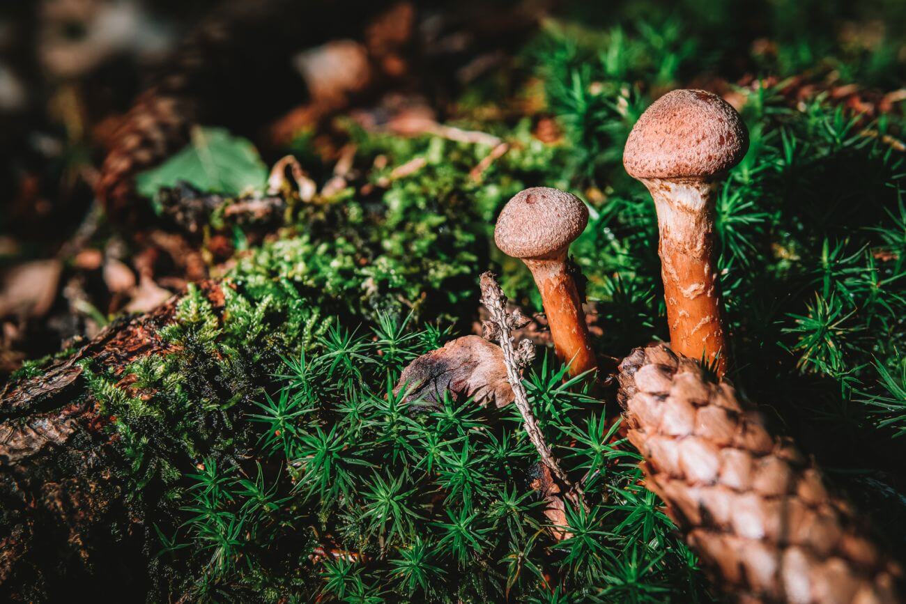 armillaria ostoyae