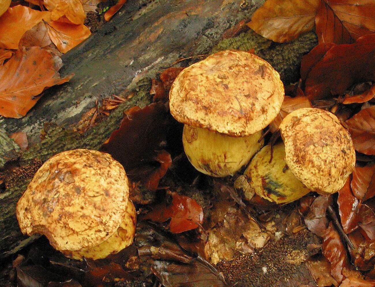 Borowik żonkilowy