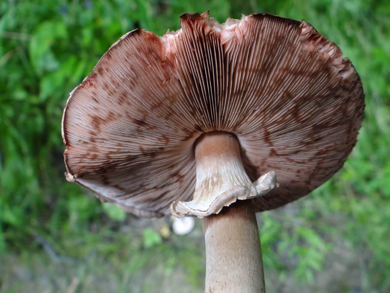pieczarka leśna