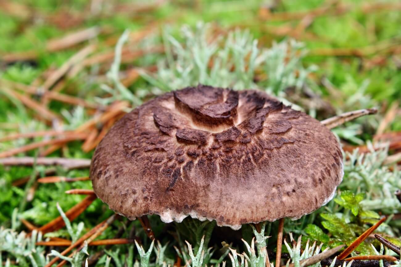 Sarniak sosnowy cechy, właściwości i zastosowanie